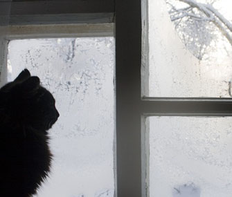 Cat looking out window on wintry day Cat looking out window on wintry day